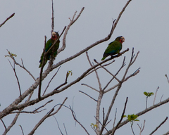Amazona leucocephala