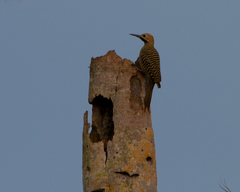 Colaptes fernandinae