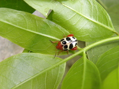 Notozona histrionica