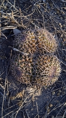 Mammillaria karwinskiana karwinskiana