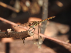 Sympetrum nigrifemur