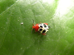 Notozona histrionica