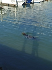 Zalophus californianus