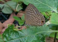 Jamides alecto alocina