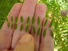 Vicia disperma