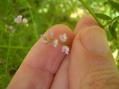 Vicia disperma