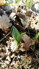 Platanthera chlorantha