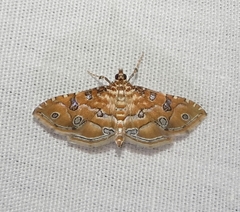 Ommatospila narcaeusalis