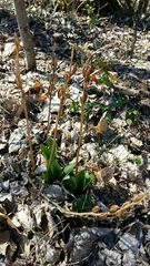 Platanthera chlorantha