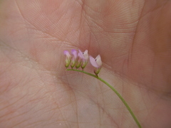 Vicia disperma