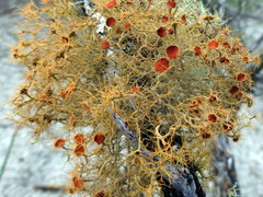 Teloschistes capensis