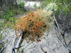 Teloschistes capensis