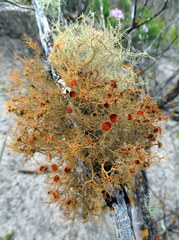 Teloschistes capensis