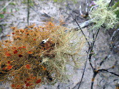 Teloschistes capensis