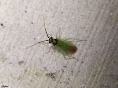 Cyrtorhinus