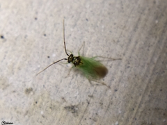 Cyrtorhinus
