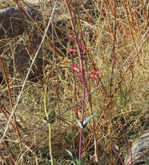 Penstemon parryi