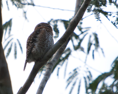 Glaucidium siju