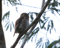 Glaucidium siju