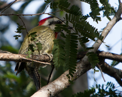 Xiphidiopicus percussus