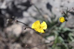 Ranunculus gramineus