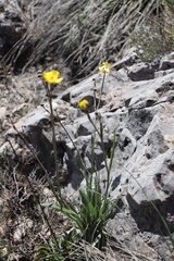 Ranunculus gramineus
