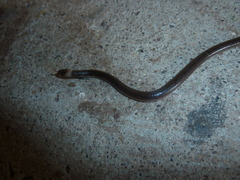 Enulius flavitorques