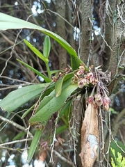 Leochilus oncidioides