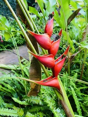 Heliconia bihai