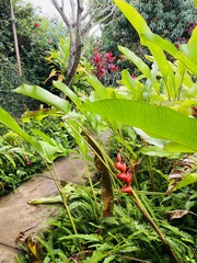 Heliconia bihai