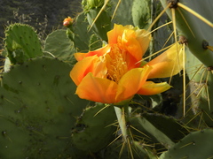 Opuntia cacanapa