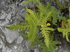 Notholaena sulphurea