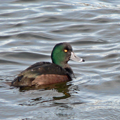 New Zealand Scaup photo 2