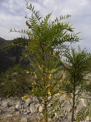 Pseudosmodingium andrieuxii
