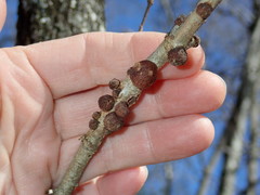 Kokkocynips imbricariae