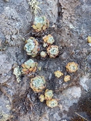 Echeveria amoena