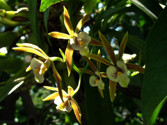 Prosthechea pterocarpa