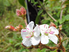 Chaetogastra ciliaris