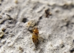 Suffenus fusconervosus