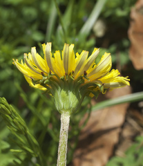 Taraxacum platycarpum longeappendiculatum