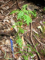Senecio bipinnatisectus