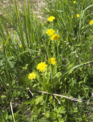 Taraxacum platycarpum longeappendiculatum