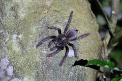 Ornithoctoninae