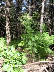 Senecio bipinnatisectus