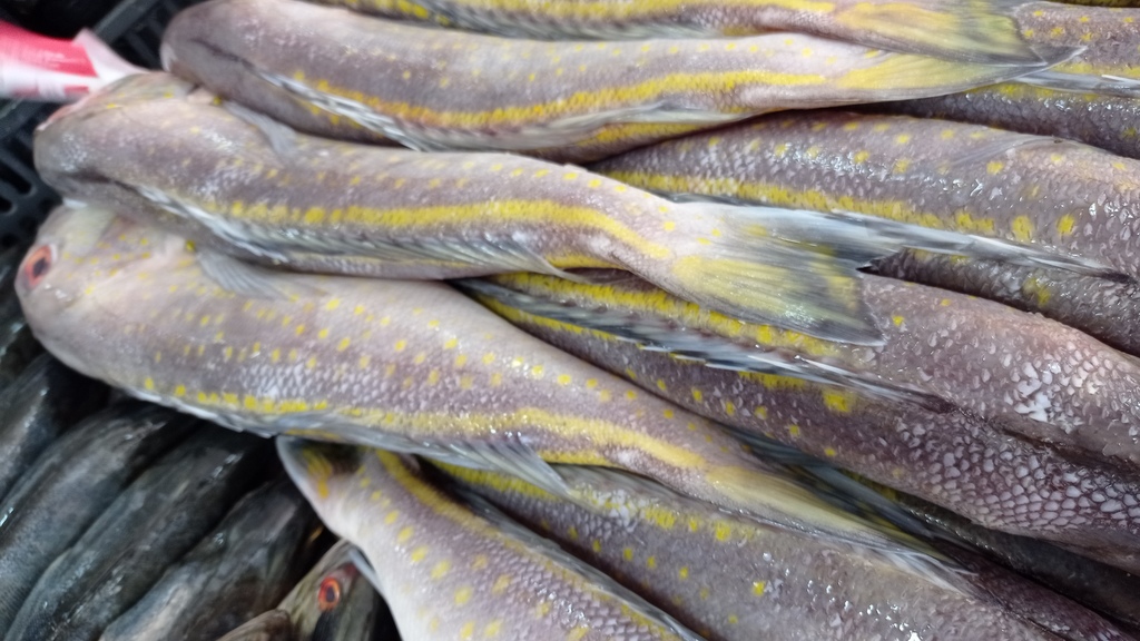 Brazilian tilefish (Lopholatilus villarii) — Malacanthidae