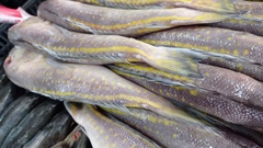 Brazilian Tilefish photo 3