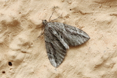 Thera cupressata