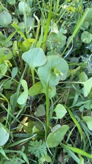 Claytonia