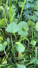 Claytonia