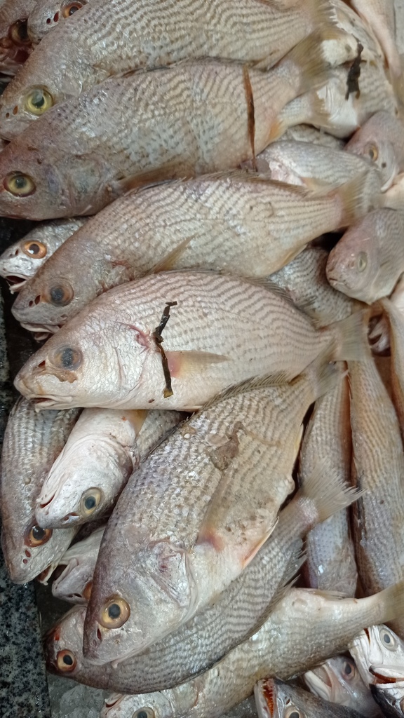 Argentine Croaker